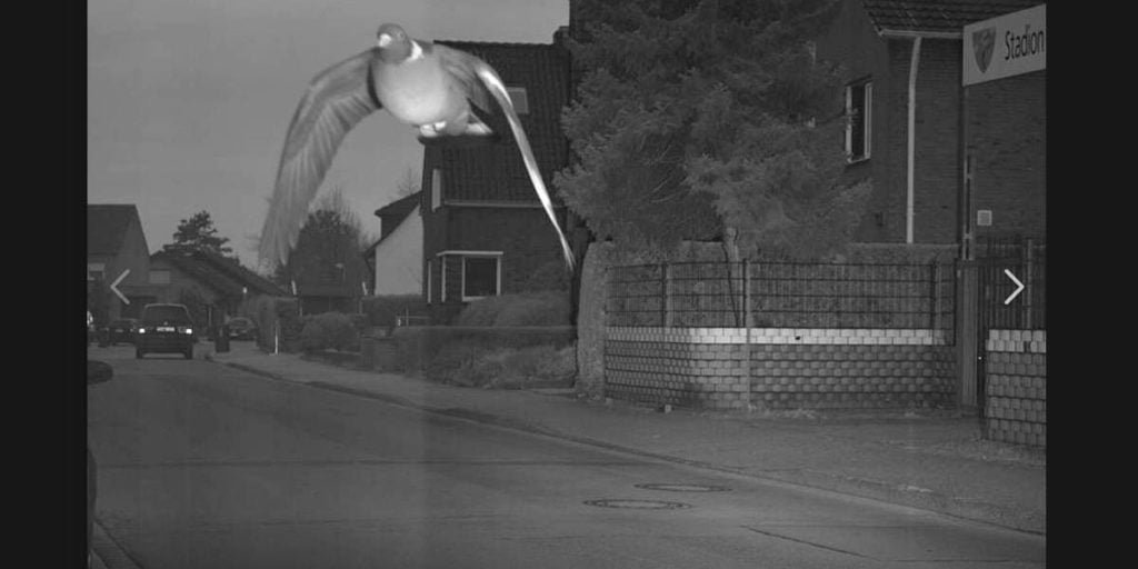 Pombo é flagrado por radar voando em rua acima da velocidade permitida
