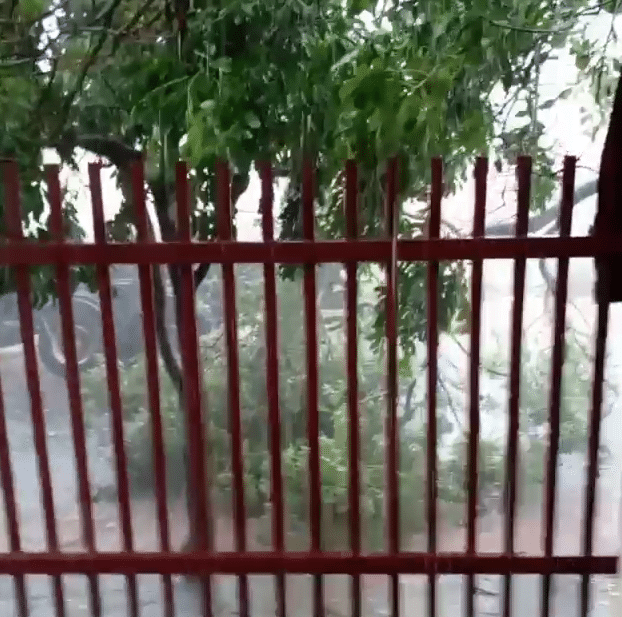 Árvore cai sobre a rua após temporal em Catanduva