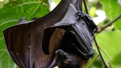 Descoberta de novo coronavírus em morcegos na China gera preocupações globais