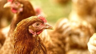 China, União Europeia e Argentina suspendem importações de carne de frango do Brasil após caso de gripe aviária