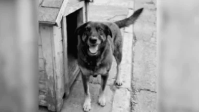 Polícia conclui investigação sobre morte do cão Orelha, indicia 3 adultos e pede internação de um adolescente