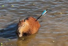Capivara é resgatada com flecha cravada no corpo na Represa Guarapiranga, em São Paulo