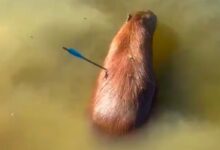 Capivara resgatada com flecha no corpo na Represa Guarapiranga morre em São Paulo