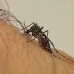 Mosquito aedes aegypti, com manchas brancas no corpo e nas patas, sobre a pele de uma pessoa.