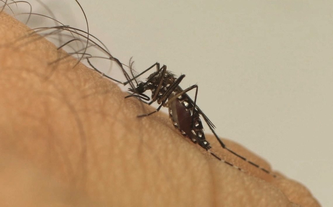 Mosquito aedes aegypti, com manchas brancas no corpo e nas patas, sobre a pele de uma pessoa.