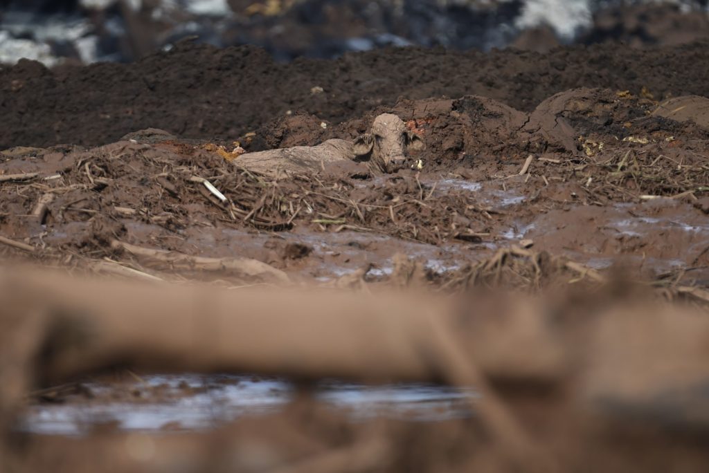 boi lama brumadinho01