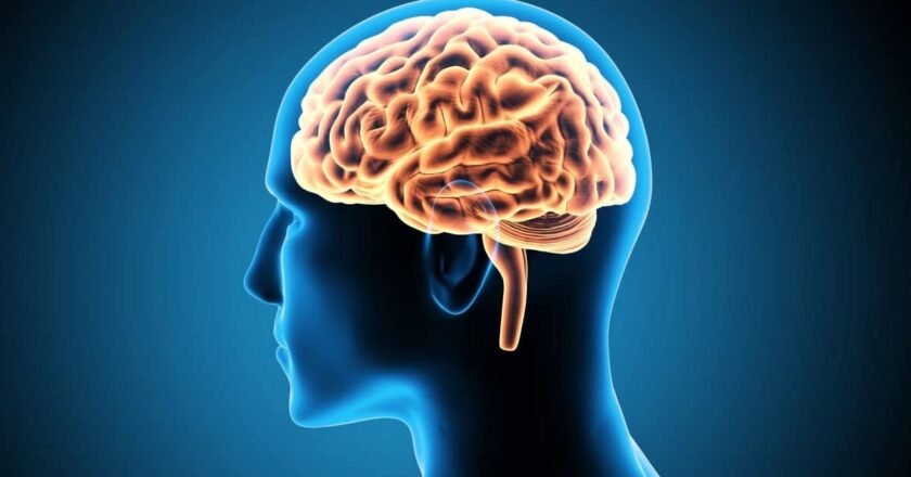 Cérebro humano destacado em projeção por computador