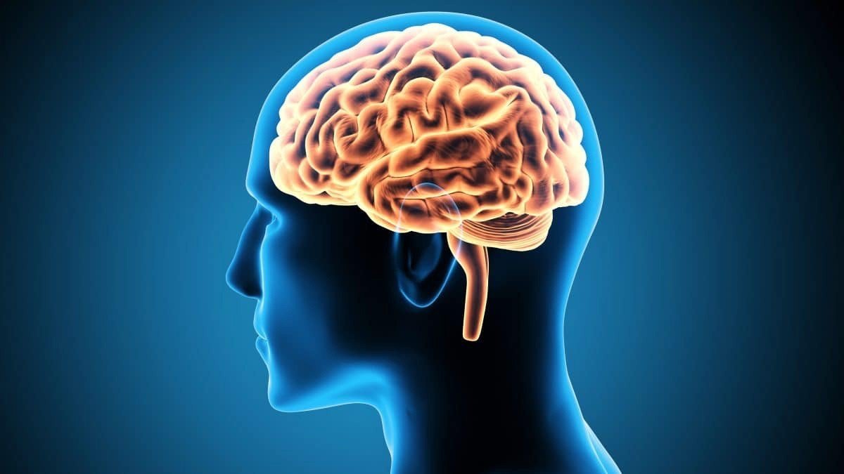 Cérebro humano destacado em projeção por computador