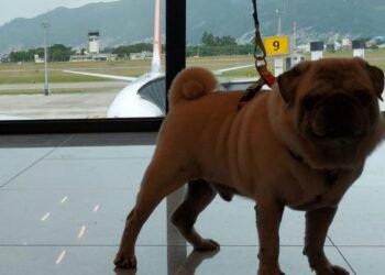 Cão Rurik, preso a uma coleita, posa pra foto tendo uma vidraça ao fundo onde é possível ver parte de um avião estacionado.
