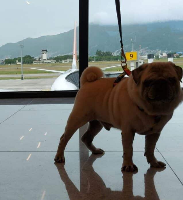 Cão Rurik, preso a uma coleita, posa pra foto tendo uma vidraça ao fundo onde é possível ver parte de um avião estacionado.