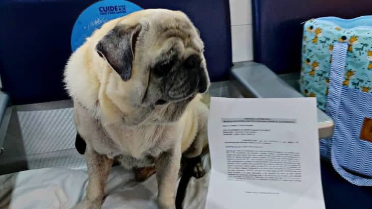 Rurik, cão da raça Pug, ao lado da ordem judicial impressa em uma folha