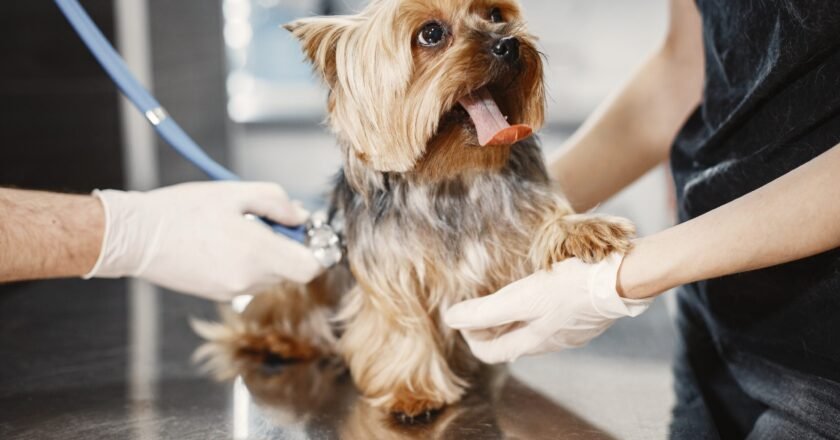 Demanda por serviços pet favorece mercado de trabalho para veterinários