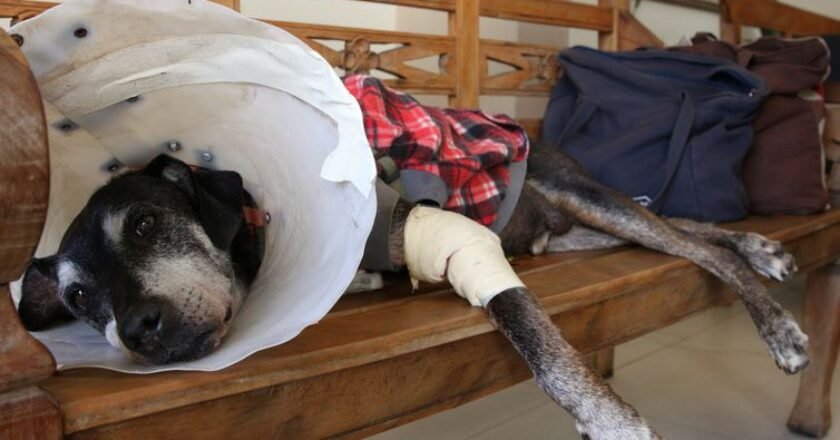 Cachorro deitado em banco de madeira com a pata enfaixada e protetor preso ao pescoço.