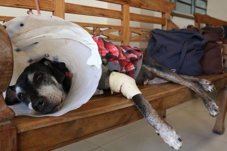 Cachorro deitado em banco de madeira com a pata enfaixada e protetor preso ao pescoço.