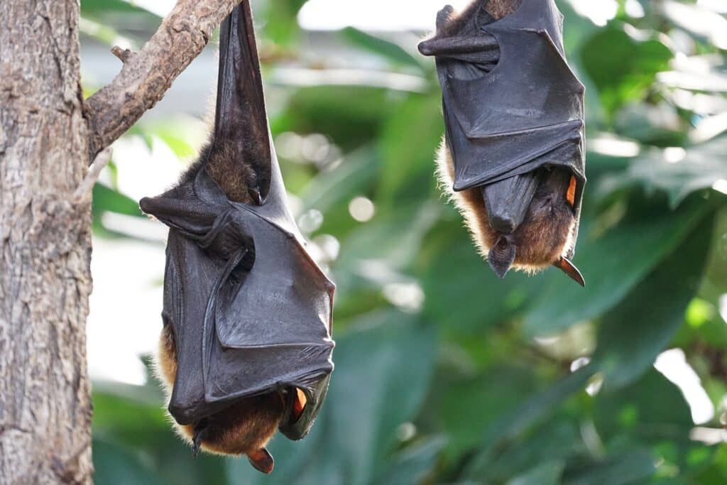 Morcegos: curiosidades sobre os únicos mamíferos que podem voar