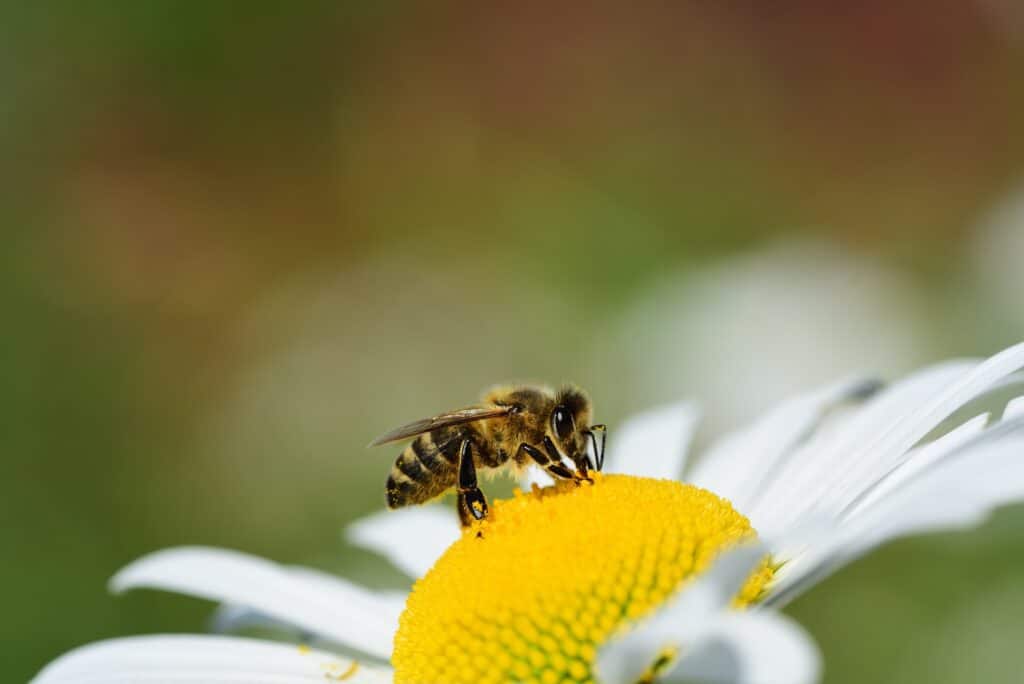 10 Curiosidades Fascinantes sobre as Abelhas que você precisa saber