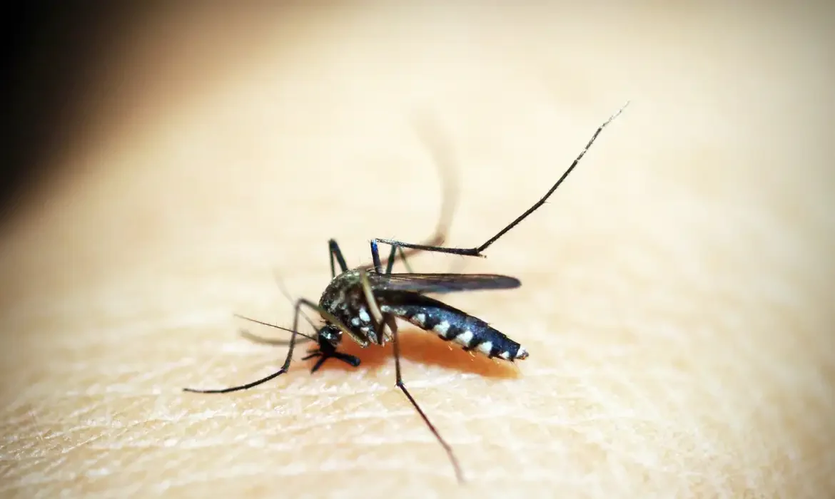 Dengue: 80% dos hospitais privados de SP registram alta em internações