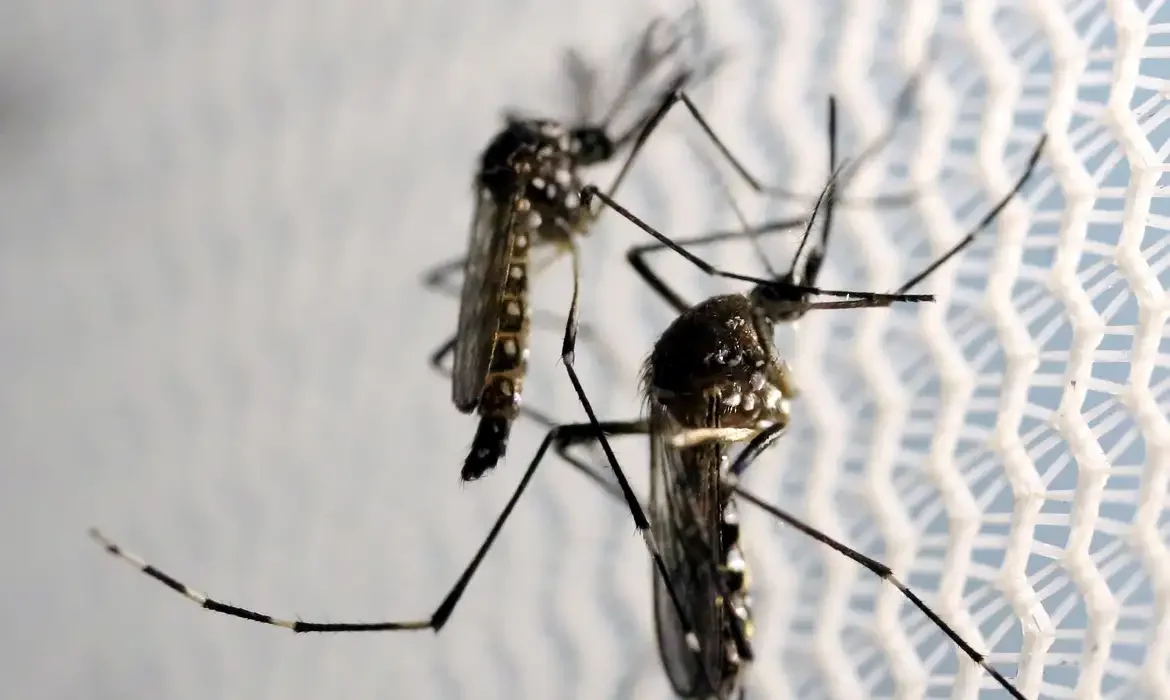 Dengue avança no Brasil e se aproxima de 400 mil casos em 2024