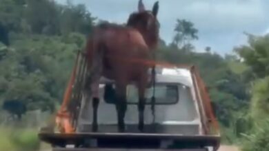Motorista flagra cavalo solto em carroceria de caminhão em rodovia de Passos, Minas Gerais