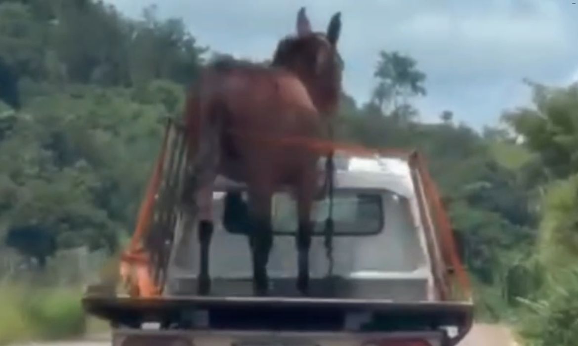Motorista flagra cavalo solto em carroceria de caminhão em rodovia de Passos, Minas Gerais