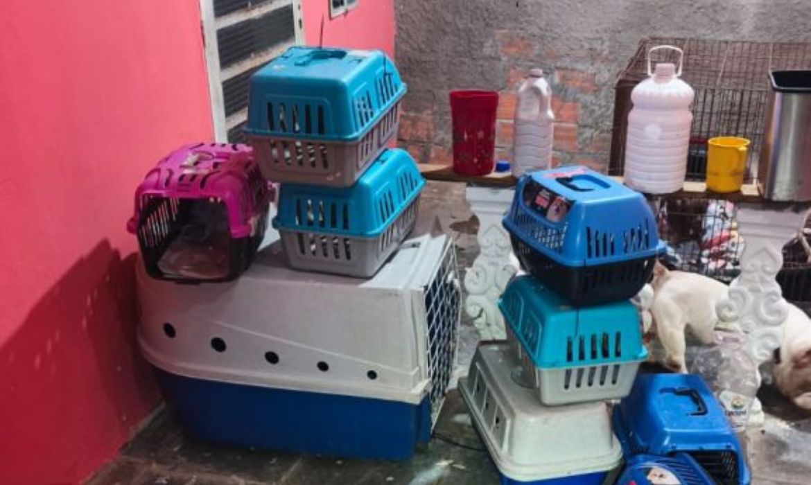 PM encontra canil clandestino com 12 cães em situação de maus-tratos na Zona Oeste de SP