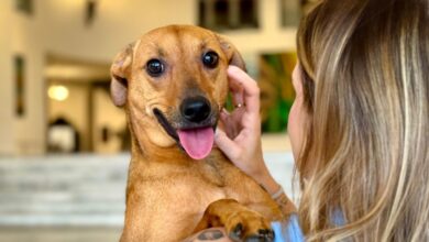 Saiba como denunciar maus-tratos a animais à polícia em São Paulo