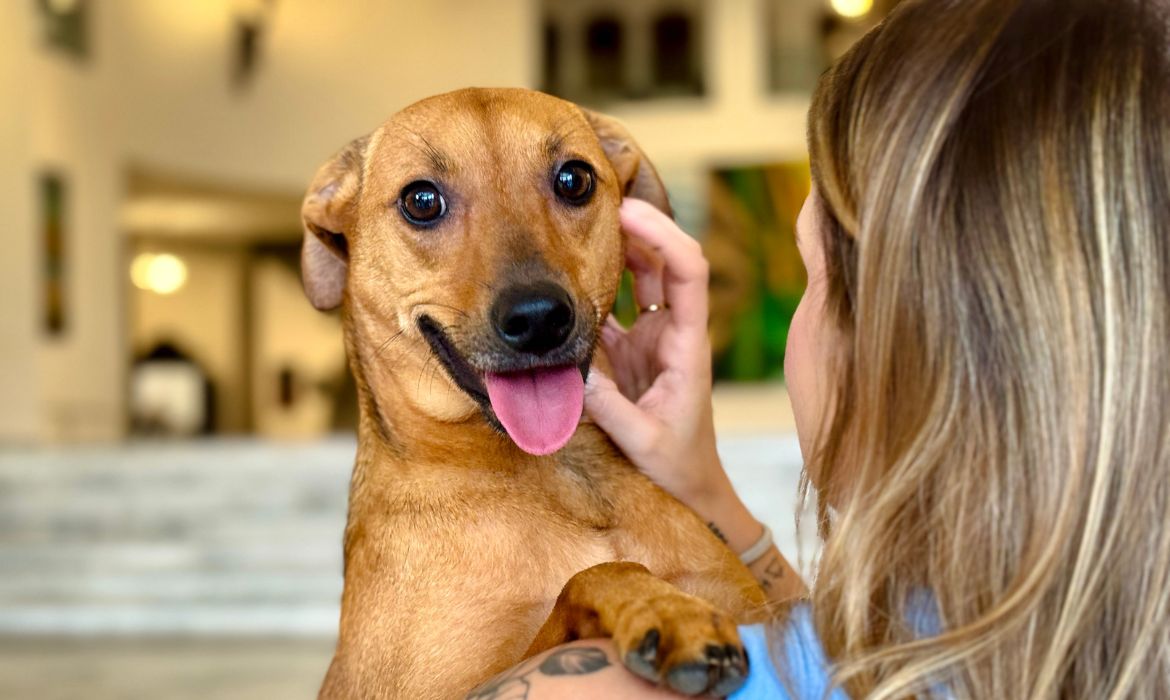 Saiba como denunciar maus-tratos a animais à polícia em São Paulo